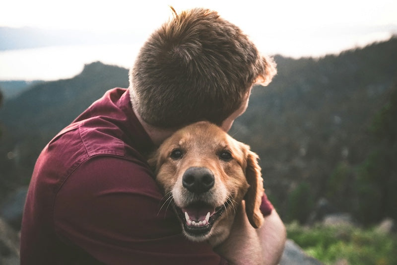 Lautlose Hundemarken