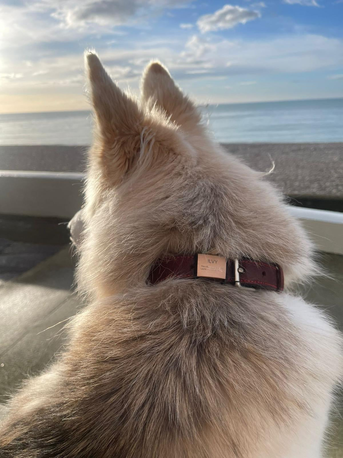 Premium Hundemarke mit Gravur (rosé-goldfarben)