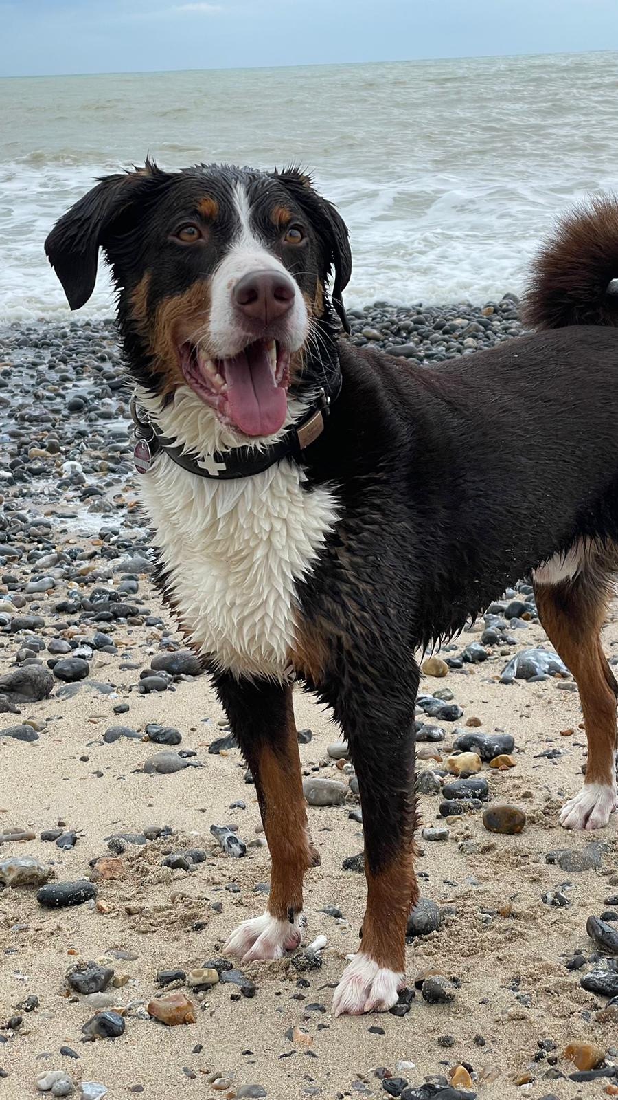 Lautlose Hundemarke mit Gravur (grau)