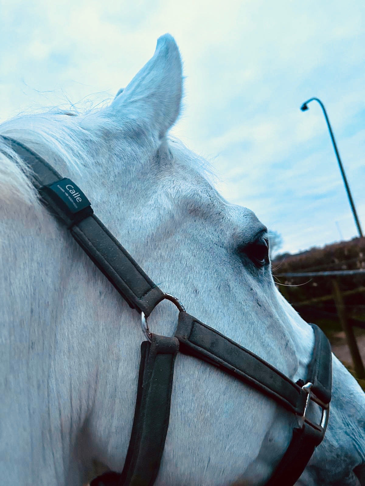 Premium Hundemarke mit Gravur (rosé-goldfarben)