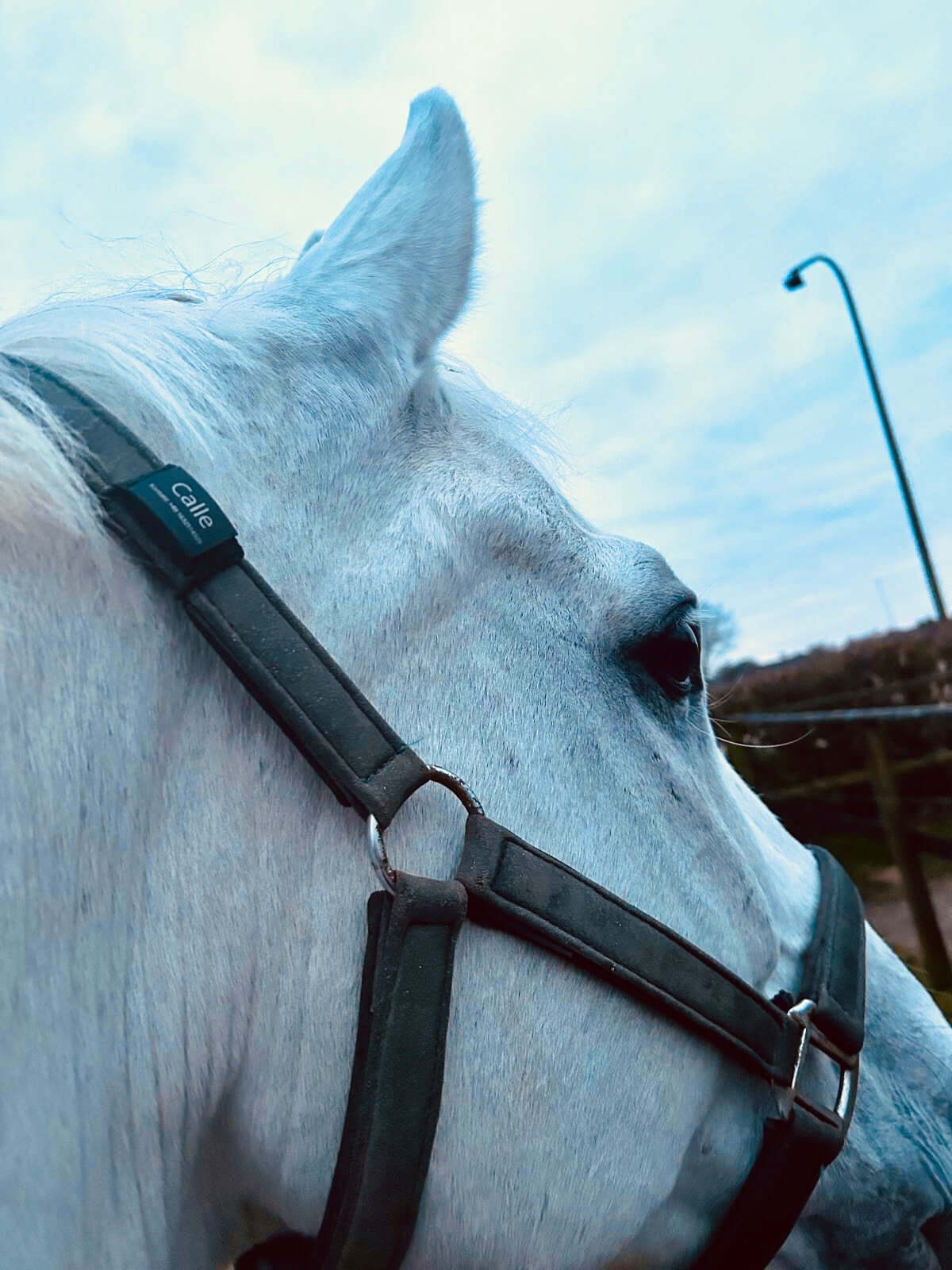 Lautlose Hundemarke mit Gravur (rosé-goldfarben)