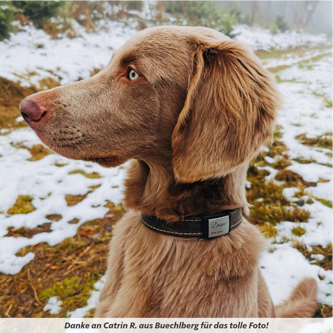 Lautlose Hundemarke mit Gravur (grau)