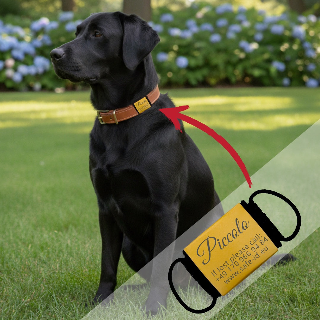 Lautlose Hundemarke mit Gravur – Kein Klappern am Halsband - gold